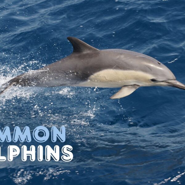 Common Dolphins of Hermanus: The Ocean’s Fastest, Friendliest Show-Offs 2 Common Dolphins in walkerbay Hermanus