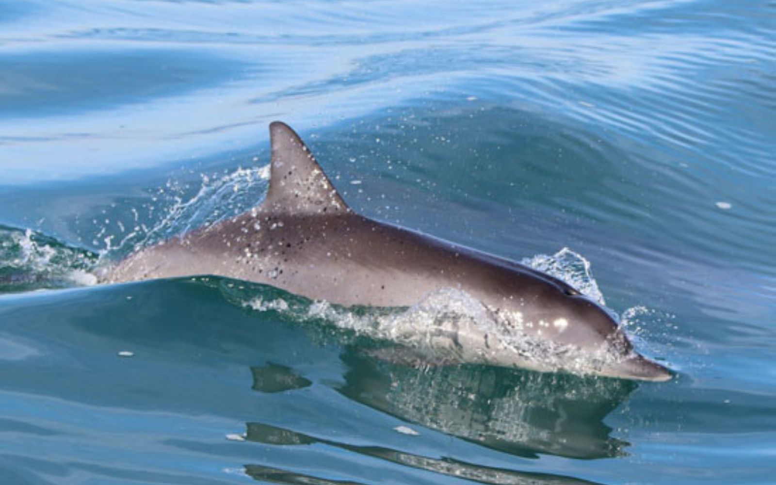 common dolphins gliding