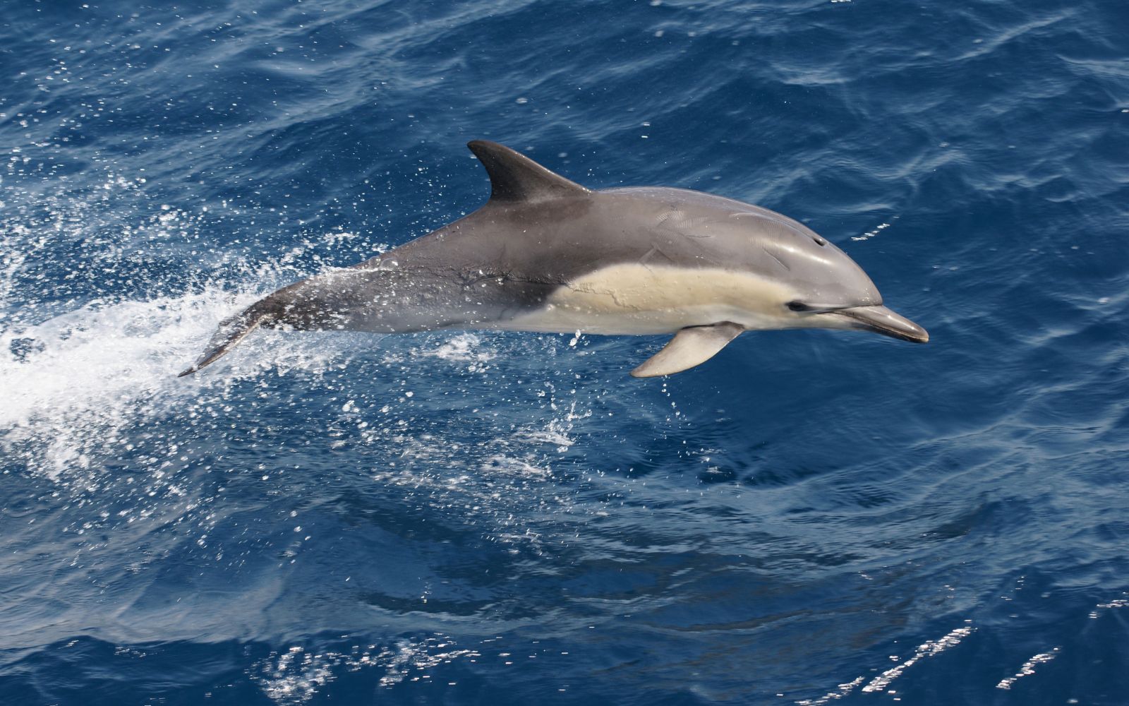 Walker Bay Hermanus common dolphin