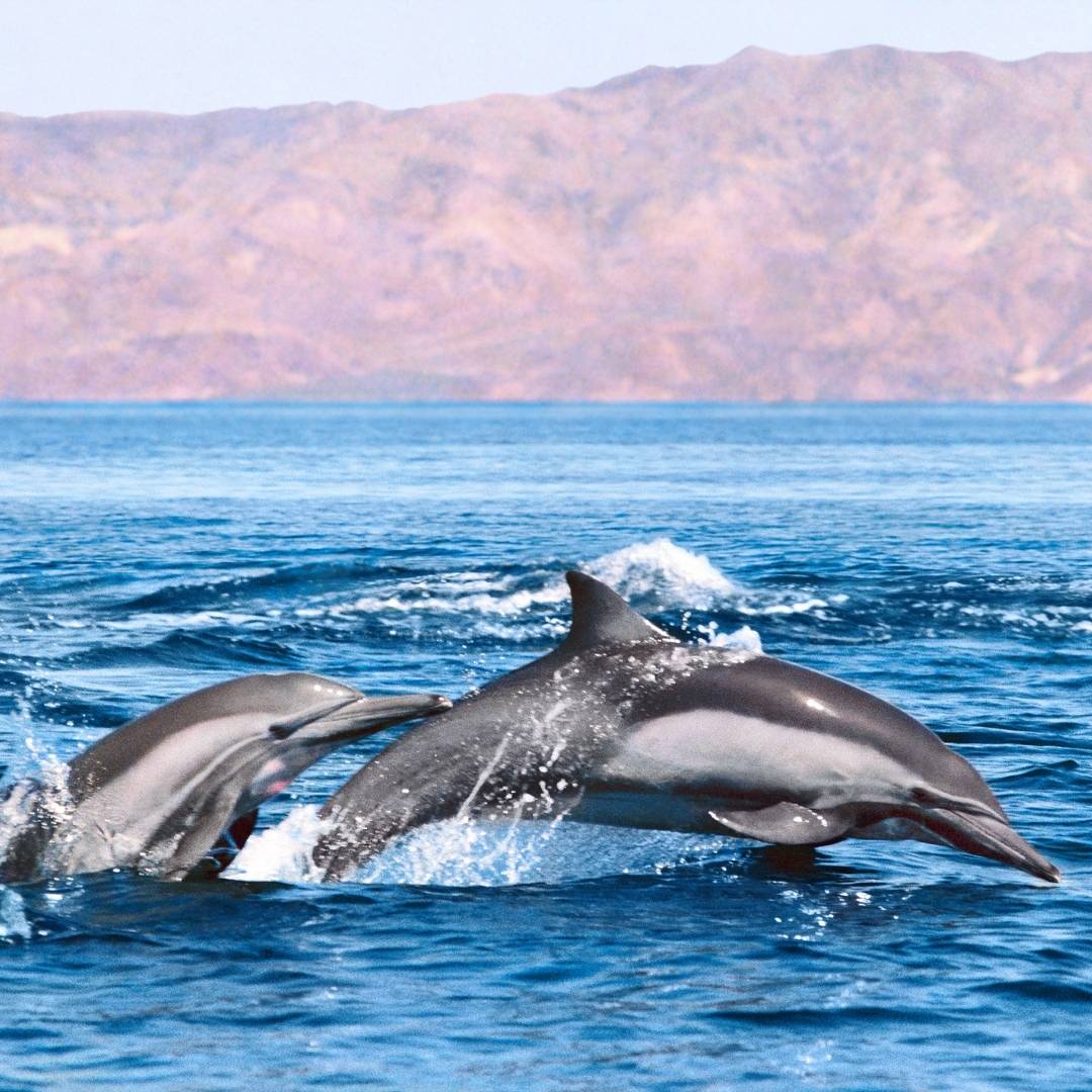 common dolphins jumping