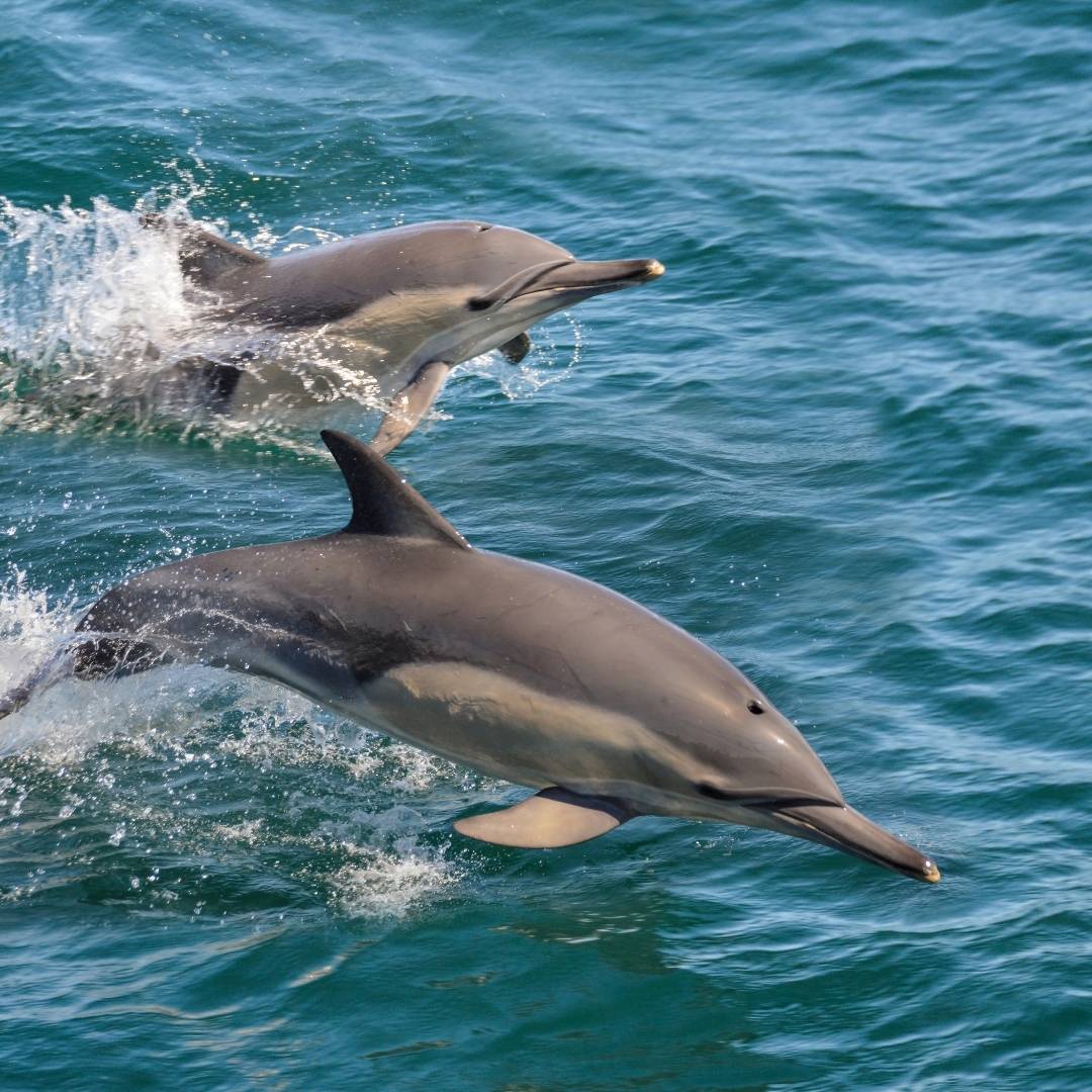 common dolphins 4