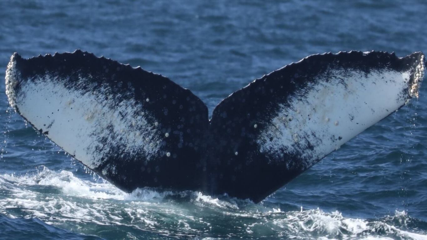 The Majestic World of Humpback Whales 13 Humpback whale Tail grooves
