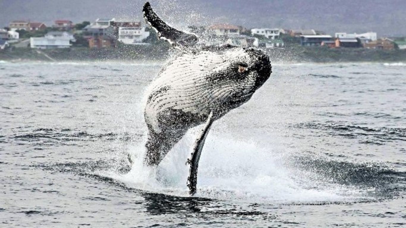 The Majestic World of Humpback Whales 11 Humpback Whale breach