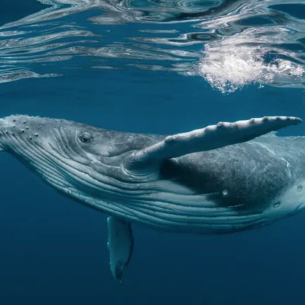 The Majestic World of Humpback Whales 1 Humpback Whale under water