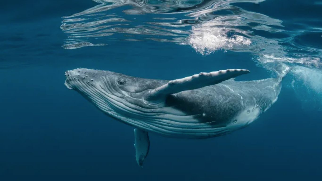 The Majestic World of Humpback Whales 10 Humpback Whale under water