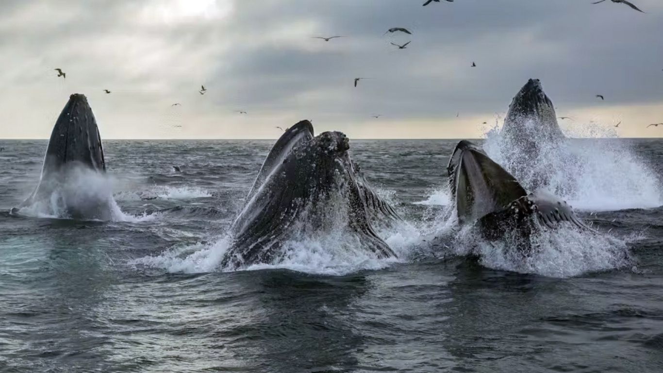 The Majestic World of Humpback Whales 12 Humpback whale feeding