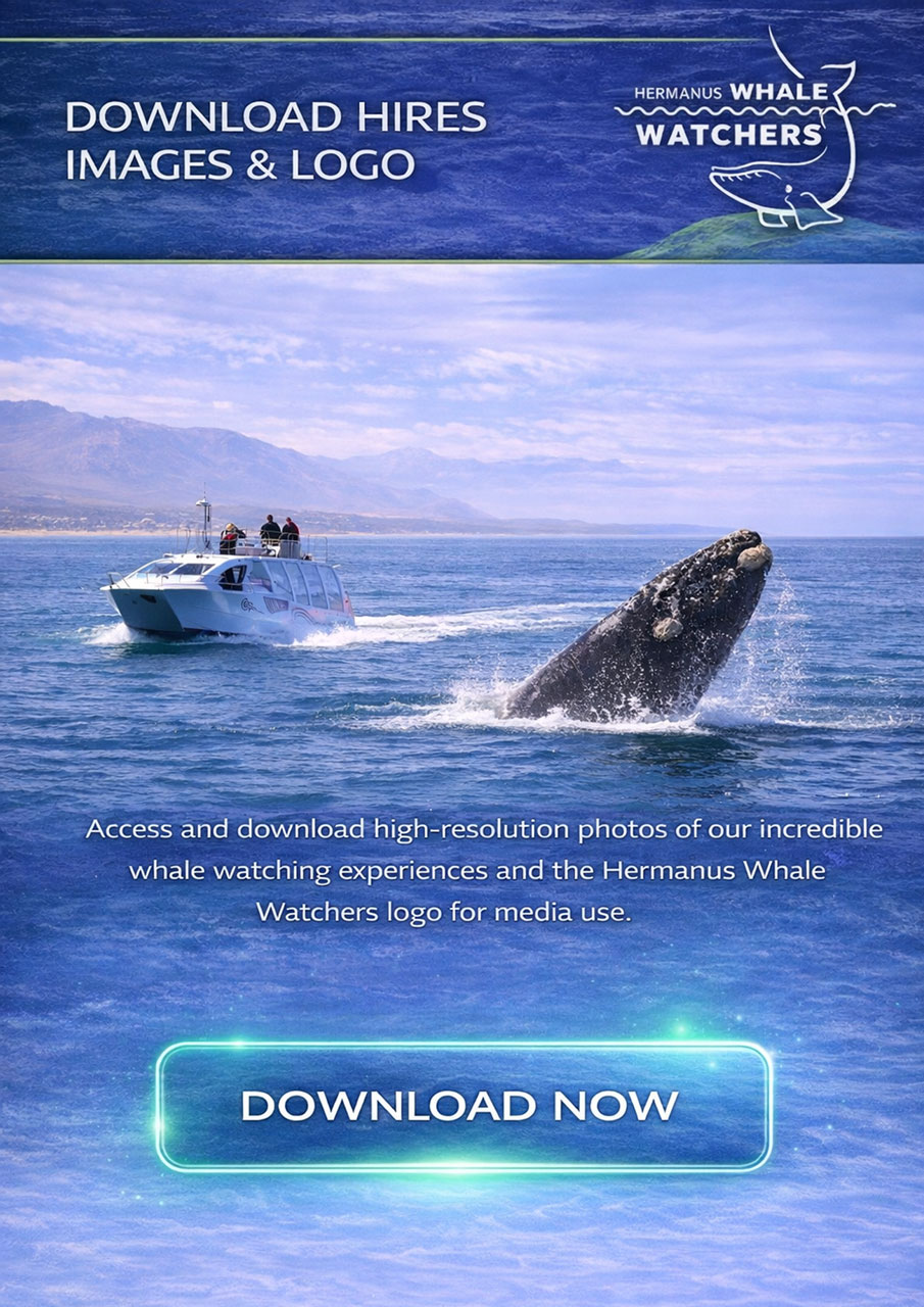 Media Kit 3 Hermanus Whale Watchers images