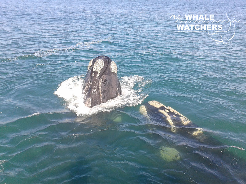 Home 6 Whale Watching show a whale spyhop