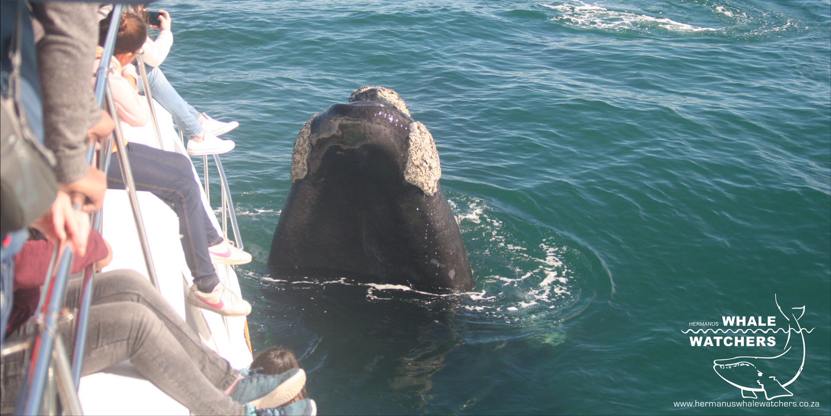 Southern Right Whale Season in Hermanus 2 whale close to boat
