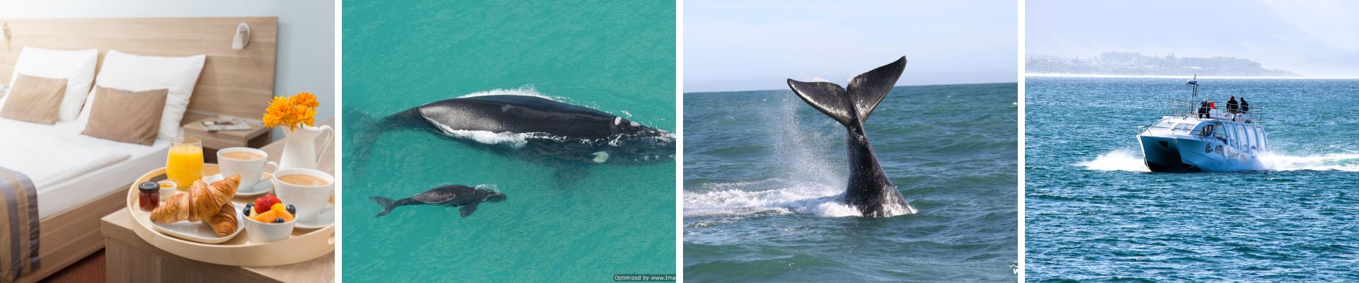 accommodation in hermanus for your whale watching trip